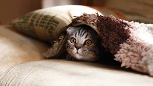 萌宠小猫图片_7