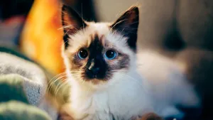萌宠小猫图片_8