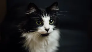 萌宠小猫图片_10