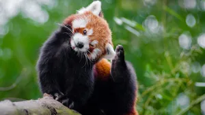 小熊猫图片_5