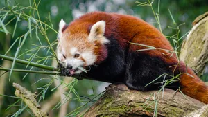 小熊猫图片_7