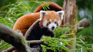 小熊猫图片_11