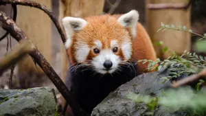 小熊猫图片_13