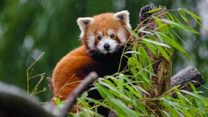 小熊猫图片_14