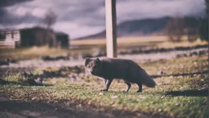 狐狸白狐图片_2