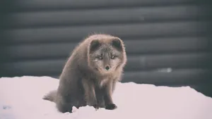 狐狸白狐图片_4