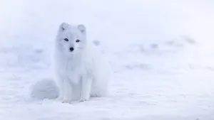 狐狸白狐图片_8