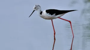 黑翅长脚鹬_11