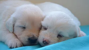 白色金毛犬图片