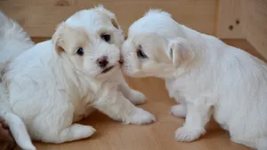 白色金毛犬图片_2