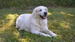 白色金毛犬图片_4
