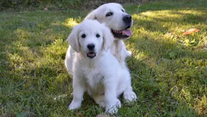 白色金毛犬图片_5