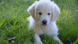 白色金毛犬图片_6