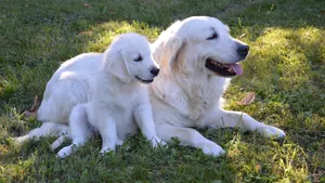 白色金毛犬图片_7