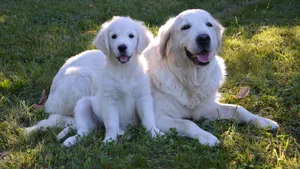 白色金毛犬图片_8