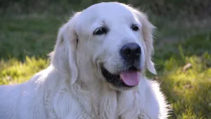 白色金毛犬图片_9