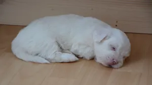 白色金毛犬图片_10