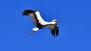 苍鹭图片_7