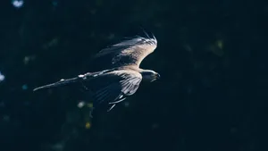 天空翱翔的老鹰图片_8