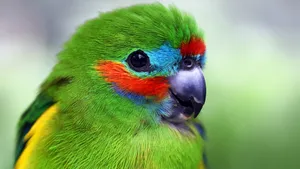 鹦鹉图片大全_4