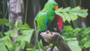 鹦鹉图片大全_12