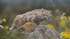 加拿大猞猁图片_5