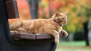 可爱橘猫图片壁纸
