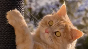 可爱橘猫图片壁纸_2