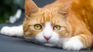 可爱橘猫图片壁纸_3