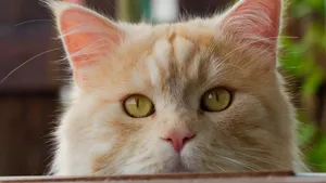 可爱橘猫图片壁纸_5