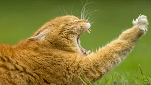 可爱橘猫图片壁纸_7
