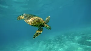 海龟图片_6