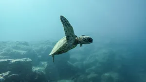 海龟图片_7