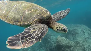 海龟图片_9