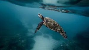 海龟图片_10