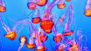 海洋生物水母图片大全_2