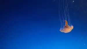 海洋生物水母图片大全_3