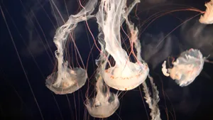 海洋生物水母图片大全_4