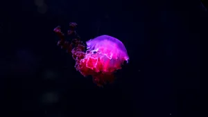 海洋生物水母图片大全_5