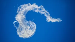 海洋生物水母图片大全_6