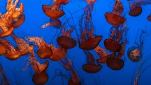 海洋生物水母图片大全_7