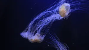 海洋生物水母图片大全_8