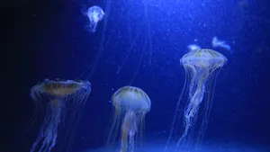 海洋生物水母图片大全_9