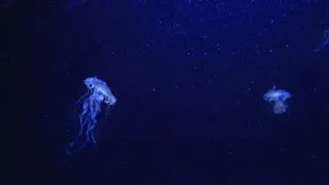 海洋生物水母图片大全_10