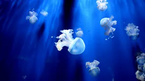 海洋生物水母图片大全_11