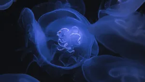 海洋生物水母图片大全_12