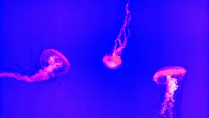 海洋生物水母图片大全_13