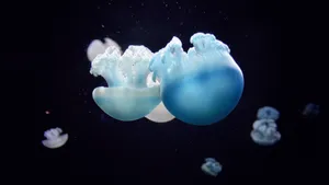海洋生物水母图片大全_14