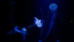 海洋生物水母图片大全_15
