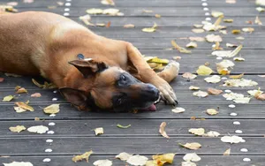 比利时玛利诺犬图片_3